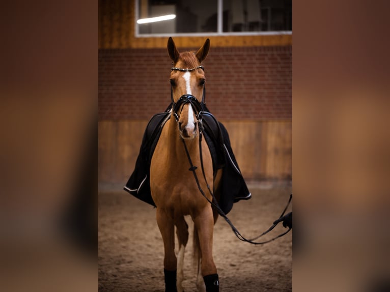 Deutsches Reitpferd Wallach 7 Jahre 168 cm Dunkelfuchs in Eggermühlen