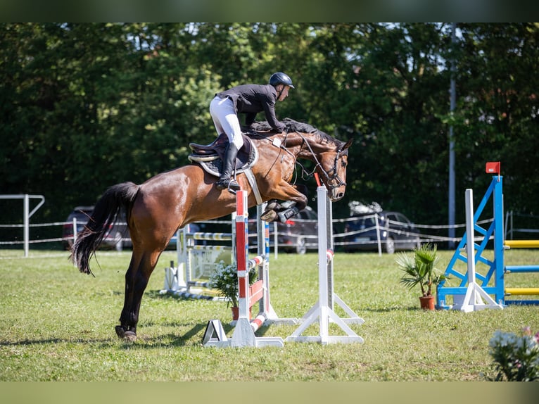 Deutsches Reitpferd Wallach 7 Jahre 170 cm Brauner in Knetzgau