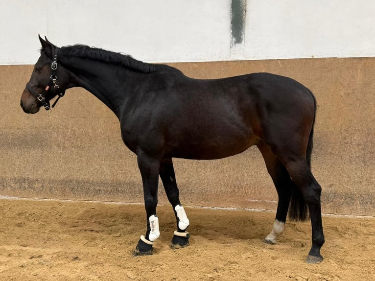 Deutsches Reitpferd Wallach 7 Jahre 170 cm Dunkelbrauner in Burgthann