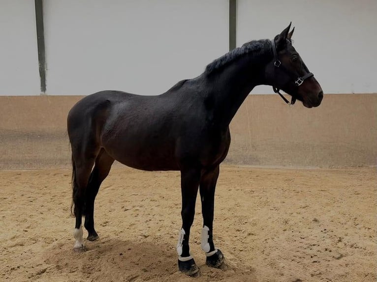 Deutsches Reitpferd Wallach 7 Jahre 170 cm Dunkelbrauner in Burgthann