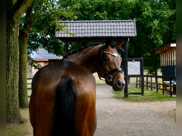 Deutsches Reitpferd Wallach 7 Jahre 171 cm Brauner in Recke, bei Osnabrück