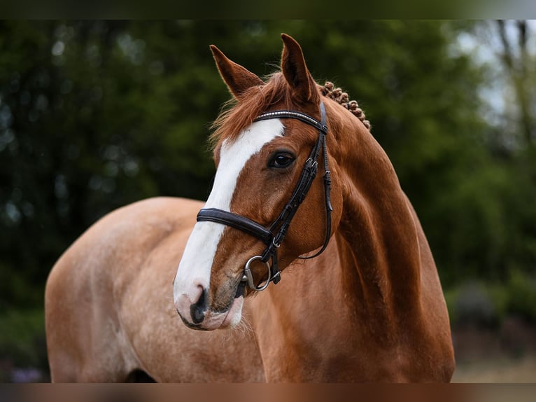 Deutsches Reitpferd Wallach 7 Jahre 173 cm Fuchs in Riedstadt