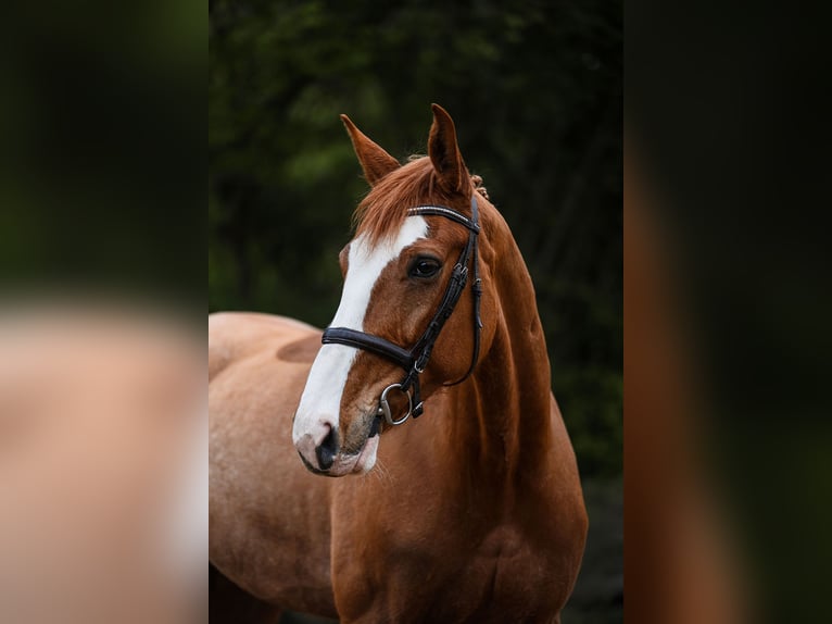 Deutsches Reitpferd Wallach 7 Jahre 173 cm Fuchs in Riedstadt