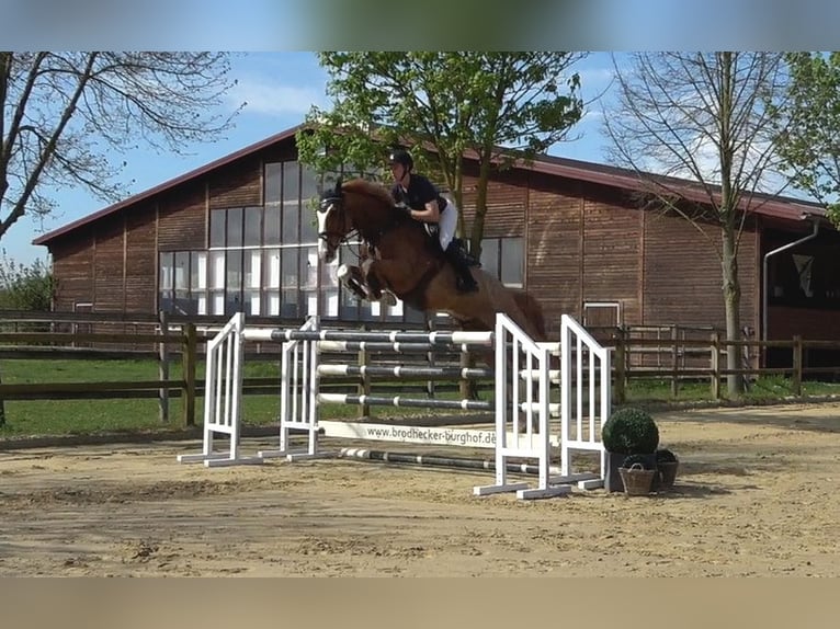 Deutsches Reitpferd Wallach 7 Jahre 173 cm Fuchs in Riedstadt