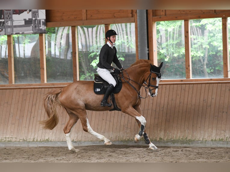 Deutsches Reitpferd Wallach 7 Jahre 173 cm Fuchs in Riedstadt