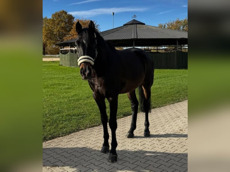 Deutsches Reitpferd Wallach 7 Jahre 174 cm Dunkelbrauner in Neuss