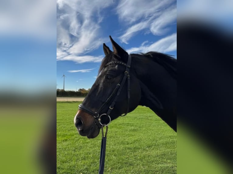 Deutsches Reitpferd Wallach 7 Jahre 174 cm Dunkelbrauner in Neuss