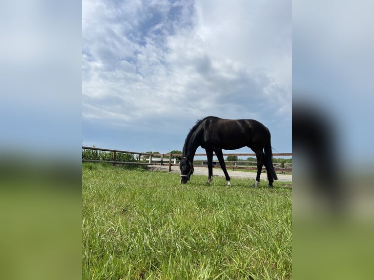 Deutsches Reitpferd Wallach 7 Jahre 174 cm Rappe in Vreden