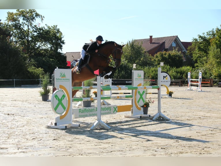 Deutsches Reitpferd Wallach 7 Jahre 175 cm Brauner in Ascheberg