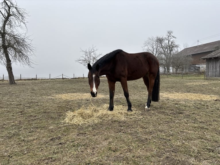 Deutsches Reitpferd Mix Wallach 7 Jahre 175 cm in Bad Schussenried