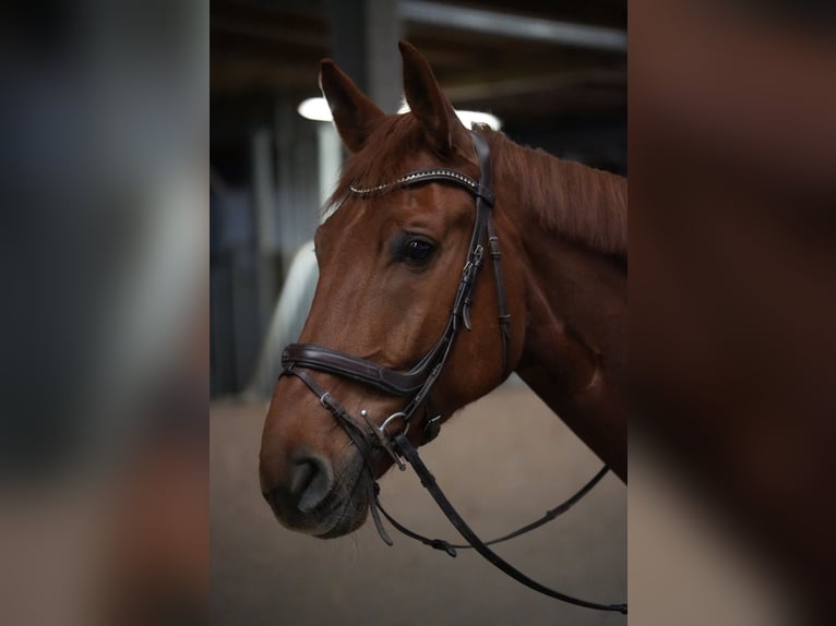 Deutsches Reitpferd Wallach 7 Jahre 175 cm Fuchs in Sanem