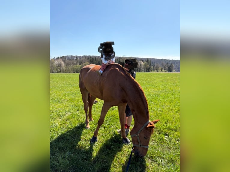 Deutsches Reitpferd Wallach 7 Jahre 175 cm Fuchs in Sanem