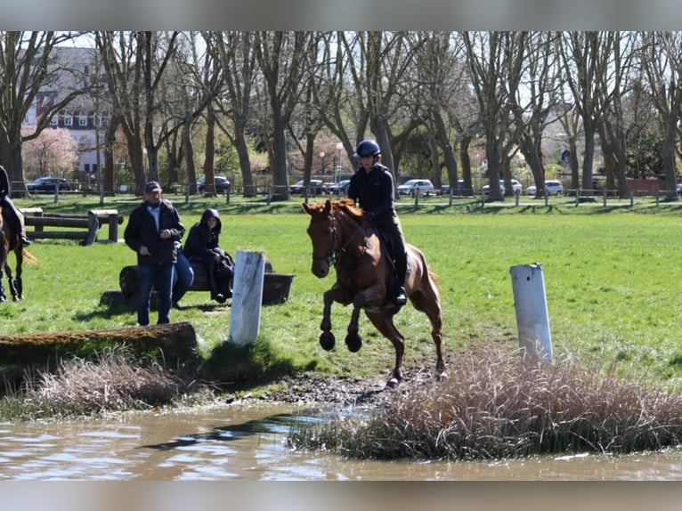 Deutsches Reitpferd Wallach 7 Jahre 175 cm Fuchs in Sanem