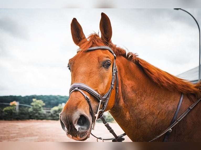 Deutsches Reitpferd Wallach 7 Jahre 175 cm Fuchs in Sanem