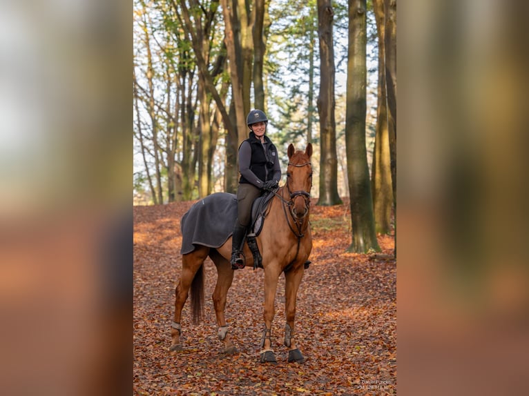 Deutsches Reitpferd Wallach 7 Jahre 175 cm Fuchs in Sanem