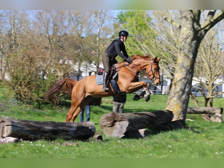 Deutsches Reitpferd Wallach 7 Jahre 175 cm Fuchs in Sanem