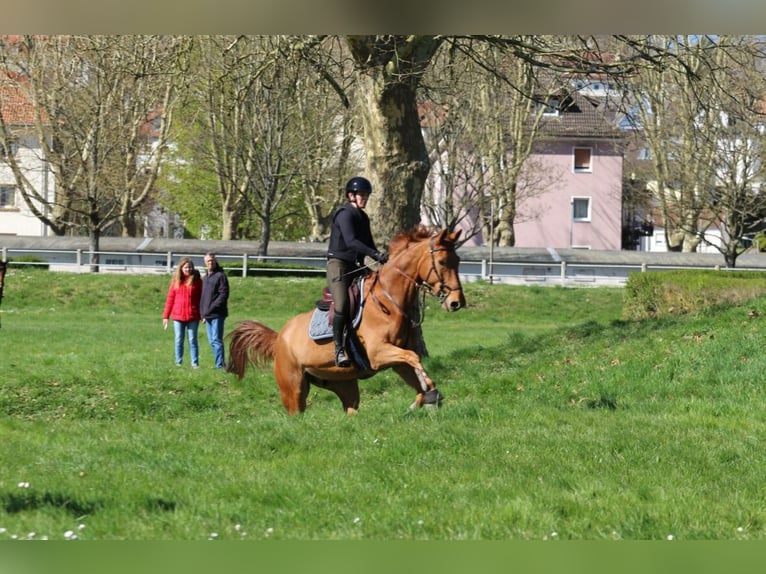 Deutsches Reitpferd Wallach 7 Jahre 175 cm Fuchs in Sanem