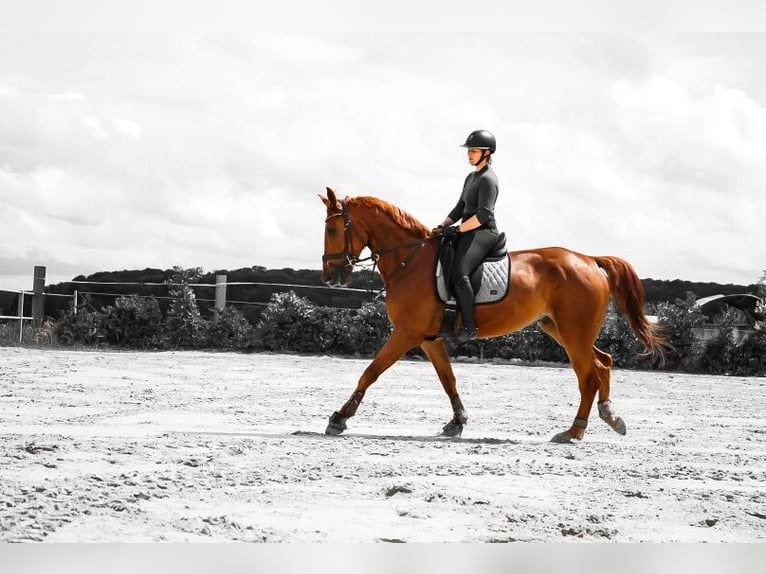 Deutsches Reitpferd Wallach 7 Jahre 175 cm Fuchs in Sanem