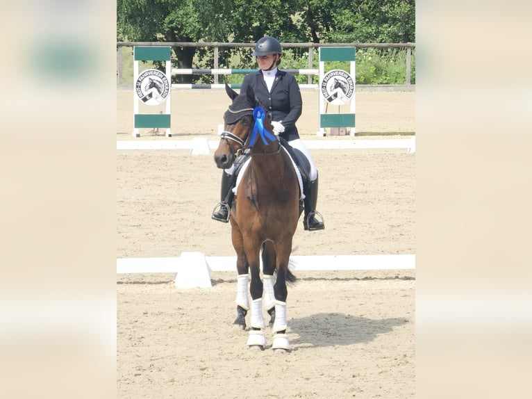 Deutsches Reitpferd Wallach 7 Jahre 177 cm Brauner in Willich