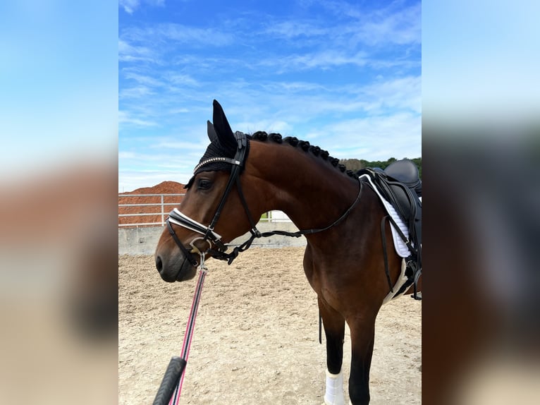 Deutsches Reitpferd Wallach 7 Jahre 178 cm Dunkelbrauner in Willich
