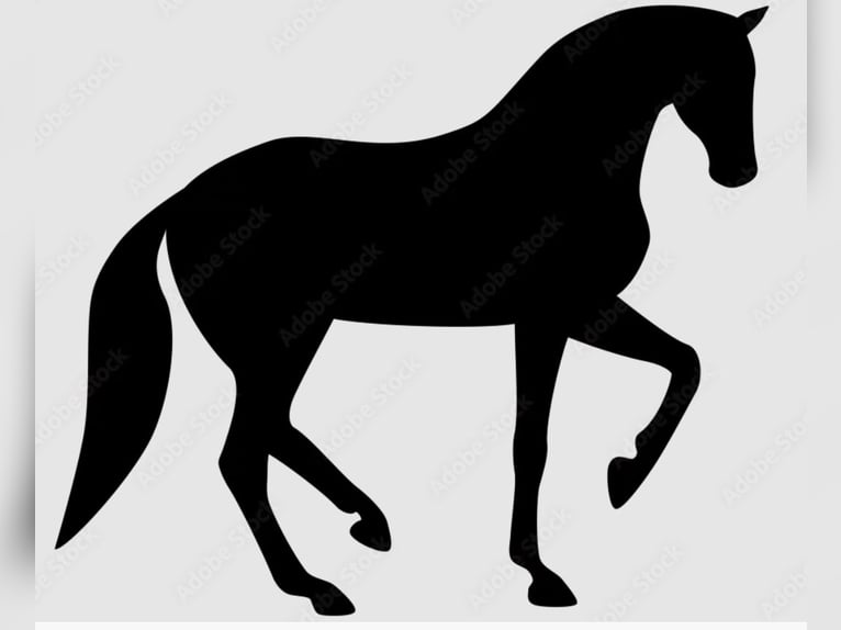 Deutsches Reitpferd Wallach 7 Jahre  in Apen