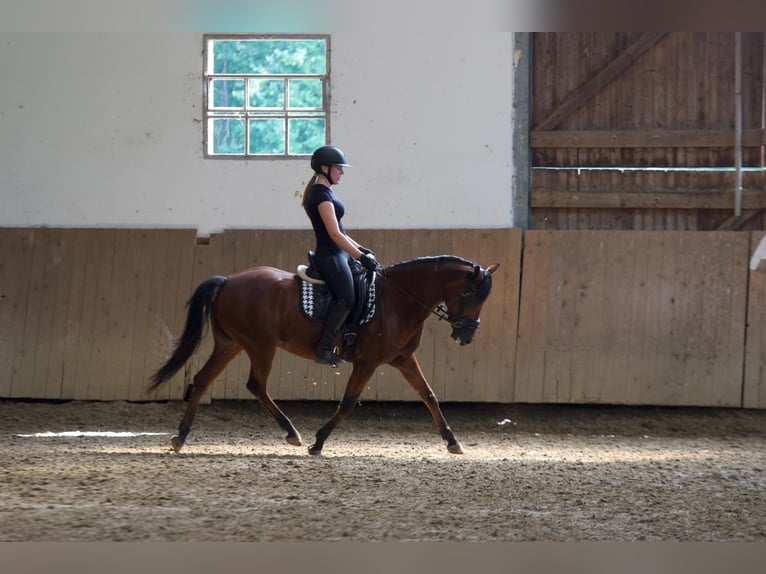 Deutsches Reitpferd Wallach 8 Jahre 146 cm Brauner in Haltern am See