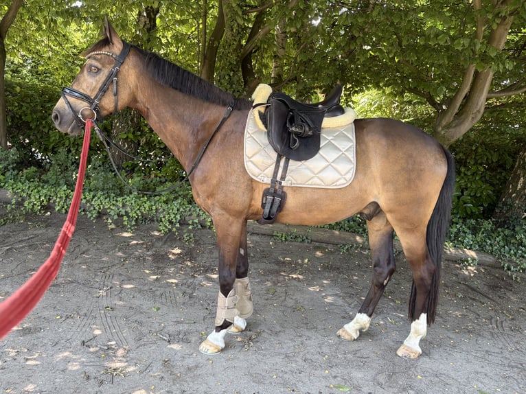Deutsches Reitpferd Wallach 8 Jahre 152 cm Falbe in Mülheim an der Ruhr