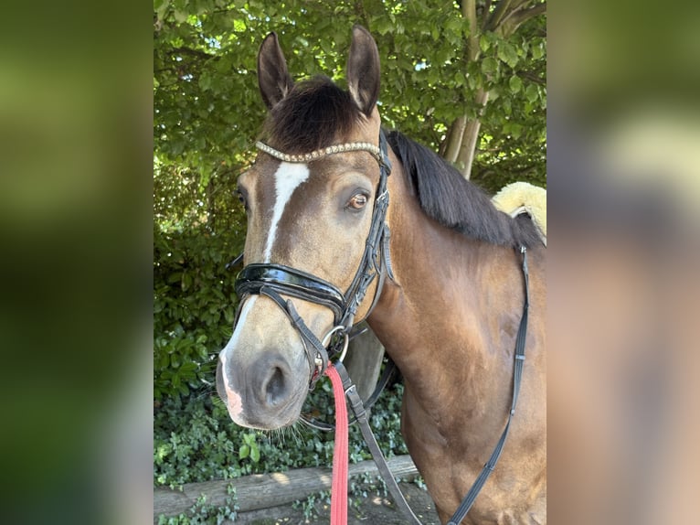 Deutsches Reitpferd Wallach 8 Jahre 152 cm Falbe in Mülheim an der Ruhr