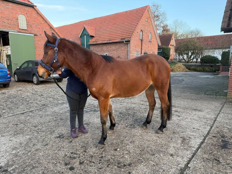 Deutsches Reitpferd Wallach 8 Jahre 155 cm Fuchs in Harpstedt