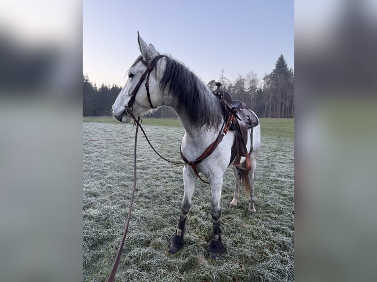 Deutsches Reitpferd Wallach 8 Jahre 164 cm Apfelschimmel in Baar