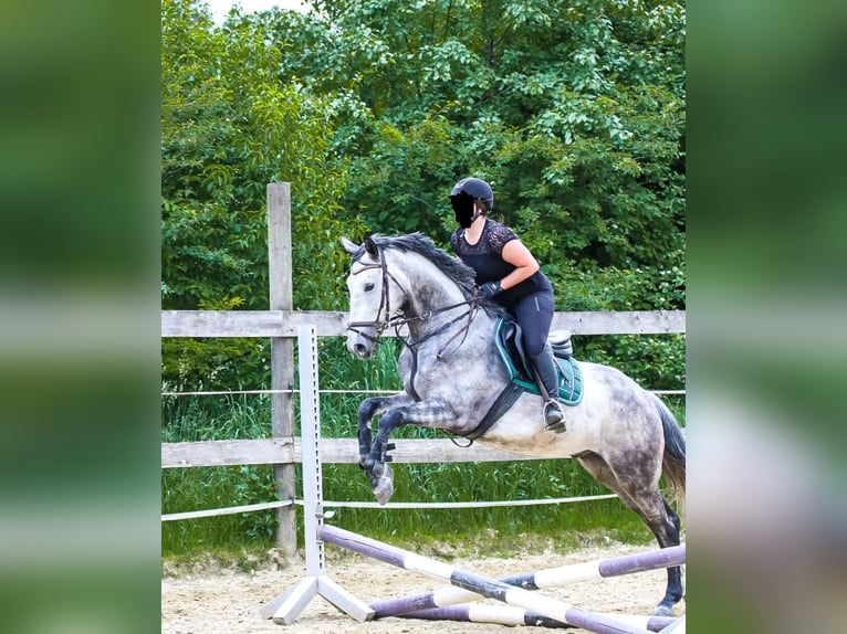 Deutsches Reitpferd Wallach 8 Jahre 164 cm Apfelschimmel in Baar