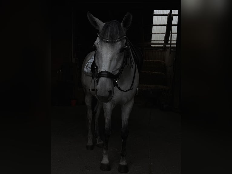 Deutsches Reitpferd Wallach 8 Jahre 164 cm Apfelschimmel in Baar