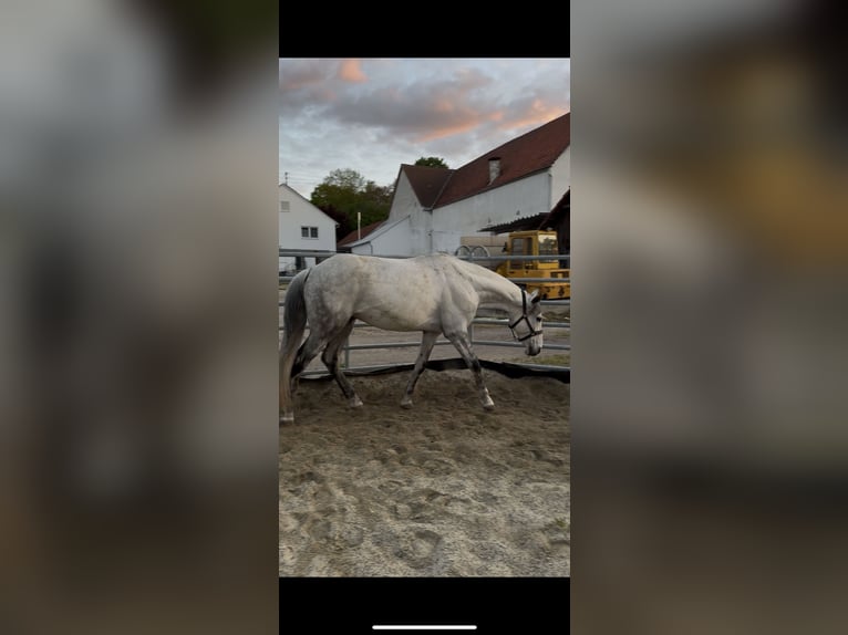 Deutsches Reitpferd Wallach 8 Jahre 164 cm Apfelschimmel in Baar