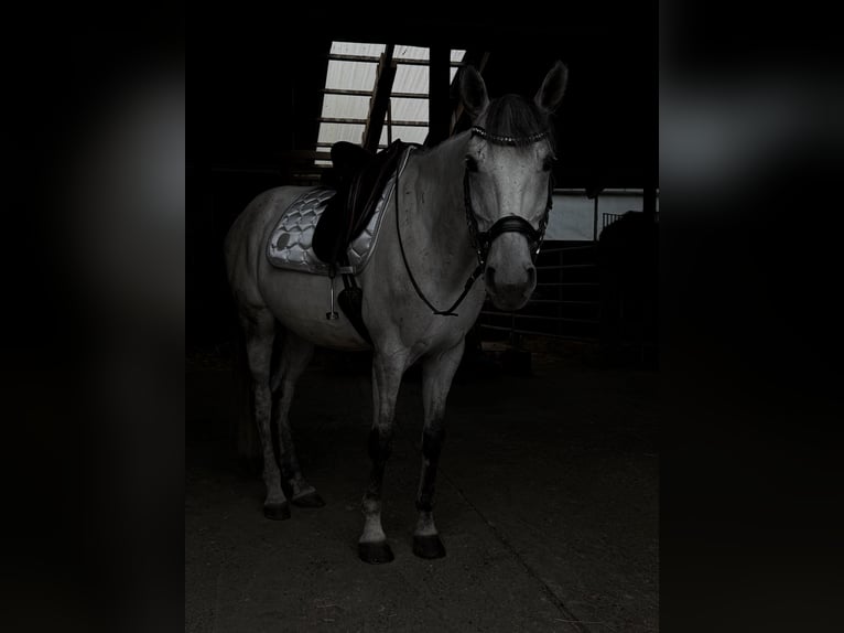Deutsches Reitpferd Wallach 8 Jahre 164 cm Apfelschimmel in Baar
