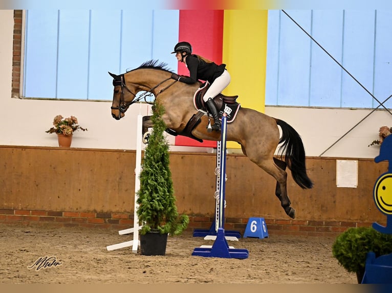 Deutsches Reitpferd Wallach 8 Jahre 164 cm Brauner in Lastrup