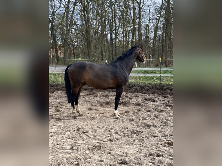 Deutsches Reitpferd Wallach 8 Jahre 164 cm Dunkelbrauner in Wedemark