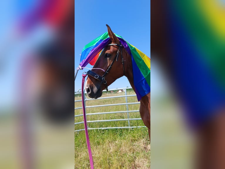 Deutsches Reitpferd Wallach 8 Jahre 165 cm Brauner in Mochau
