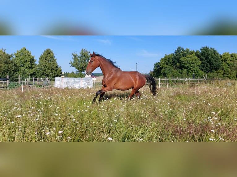 Deutsches Reitpferd Wallach 8 Jahre 165 cm Brauner in Mochau