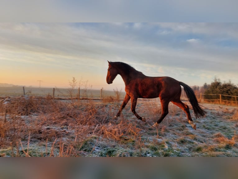 Deutsches Reitpferd Wallach 8 Jahre 165 cm Brauner in Mochau