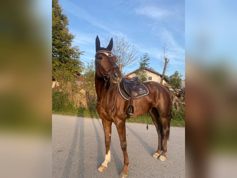 Deutsches Reitpferd Wallach 8 Jahre 168 cm Dunkelfuchs in Garching an der Alz