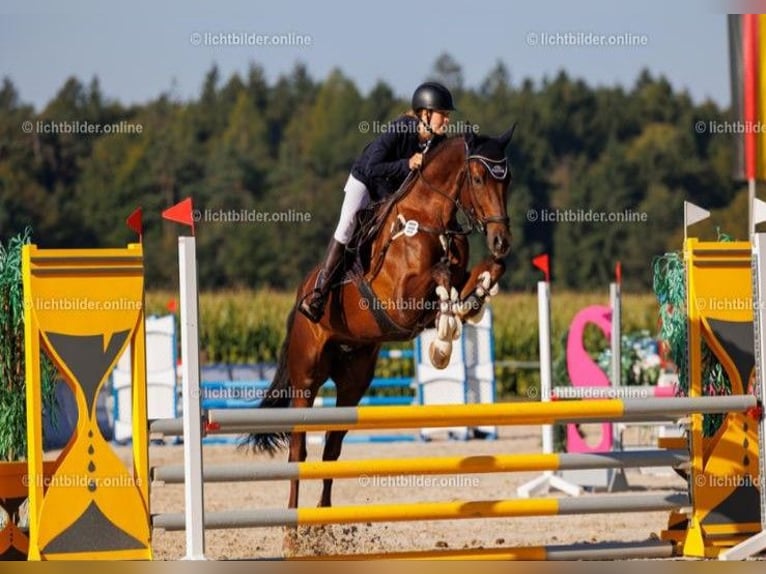Deutsches Reitpferd Wallach 8 Jahre 168 cm Dunkelfuchs in Garching an der Alz