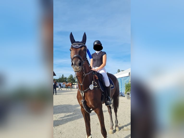 Deutsches Reitpferd Wallach 8 Jahre 168 cm Dunkelfuchs in Garching an der Alz