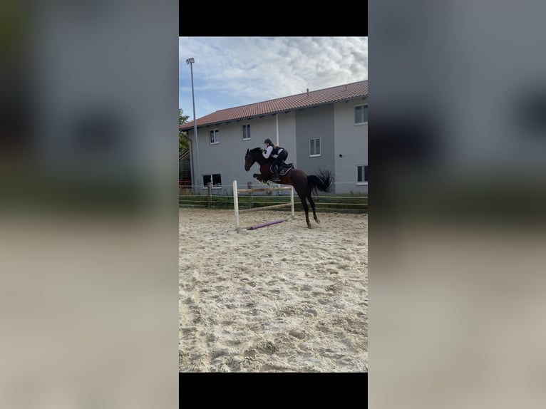 Deutsches Reitpferd Wallach 8 Jahre 168 cm Dunkelfuchs in Garching an der Alz