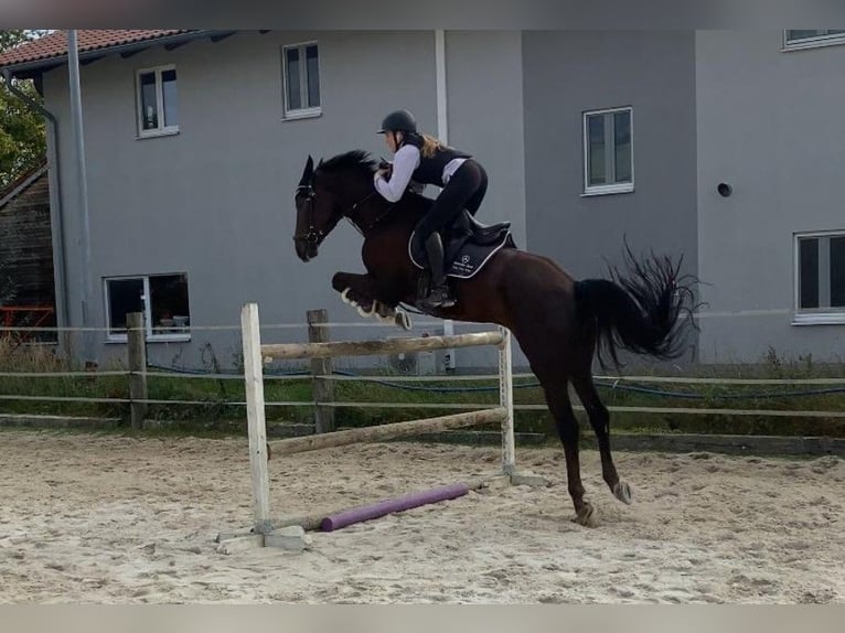 Deutsches Reitpferd Wallach 8 Jahre 168 cm Dunkelfuchs in Garching an der Alz