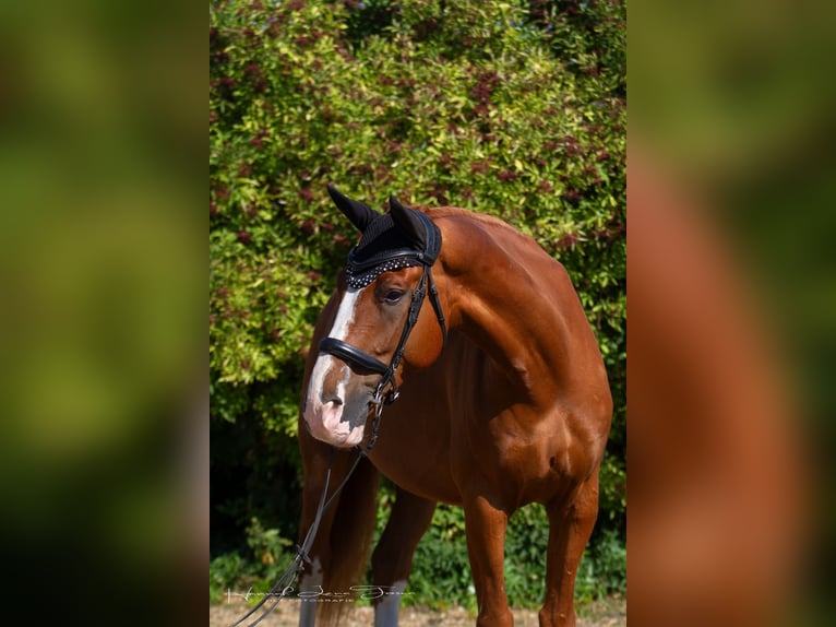 Deutsches Reitpferd Wallach 8 Jahre 168 cm Fuchs in Trebur