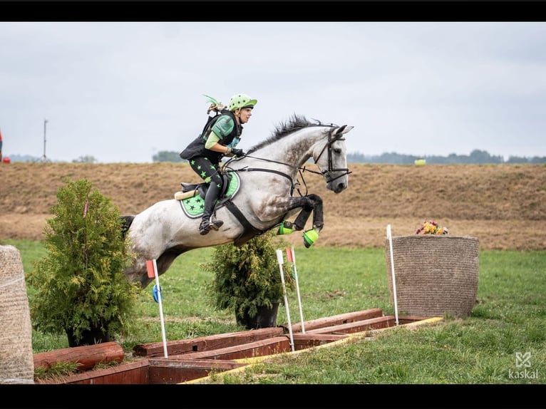 Deutsches Reitpferd Wallach 8 Jahre 170 cm Schimmel in Sankt Peter am Kammersberg