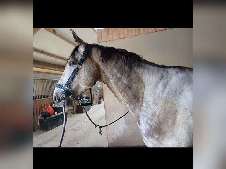 Deutsches Reitpferd Wallach 8 Jahre 170 cm Schimmel in Sankt Peter am Kammersberg
