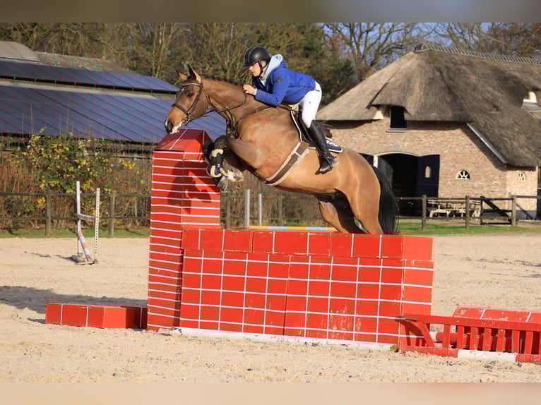 Deutsches Reitpferd Wallach 8 Jahre 171 cm Brauner in Wierden