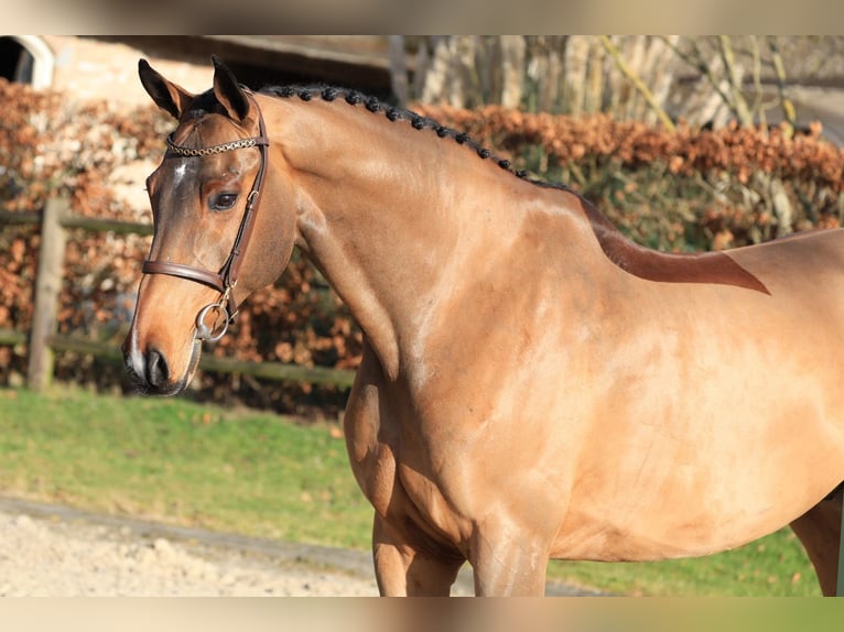 Deutsches Reitpferd Wallach 8 Jahre 171 cm Brauner in Wierden