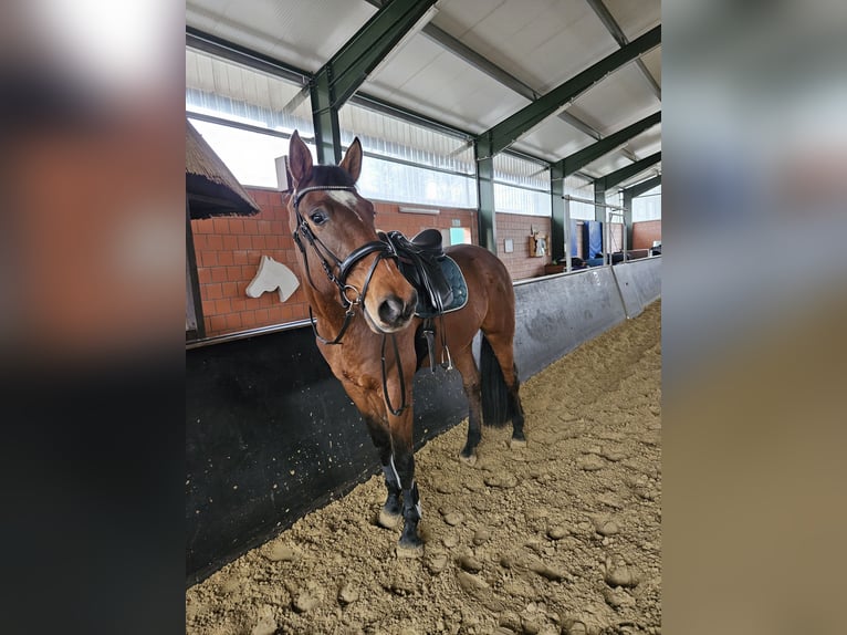 Deutsches Reitpferd Wallach 8 Jahre 172 cm Brauner in Metelen